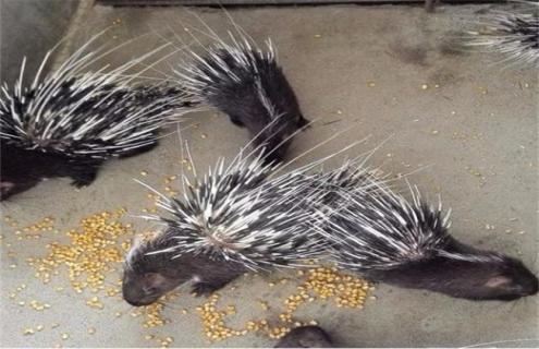 养30只豪猪 成本 效益 优势