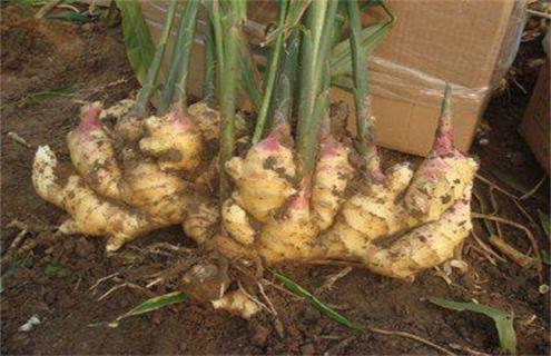 10亩生姜 种植利润 成本 前景