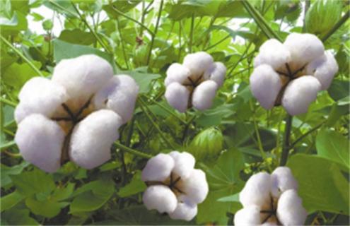 种10亩棉花 投资多少钱 利润