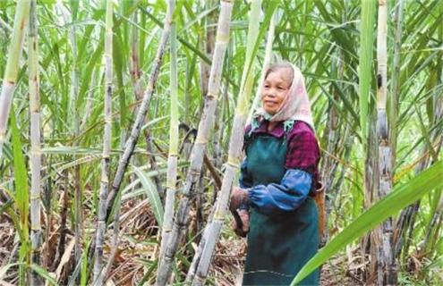 甘蔗种植为什么剥叶