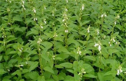 芝麻为什么不能连作重茬