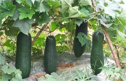 冬瓜 什么时候采收