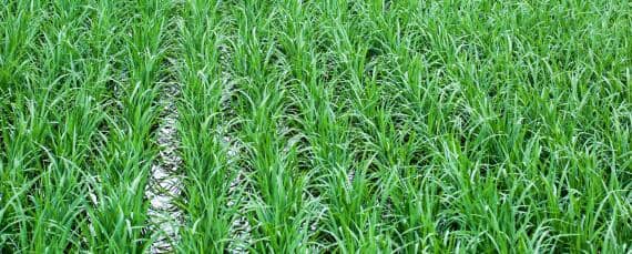 水稻生长周期多少天 东北水稻生长周期多少天