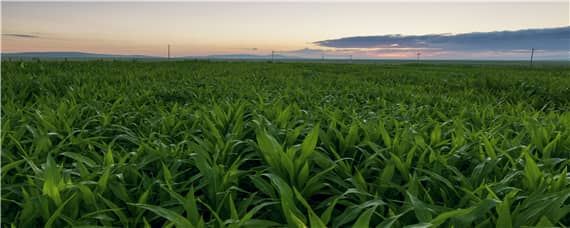 青贮玉米种植技术 青贮玉米种植技术与管理施肥