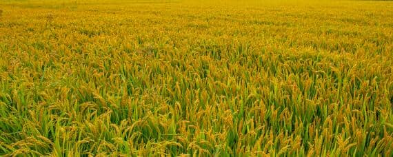 水稻扬花期下大雨有影响吗? 水稻扬花期雨水过多