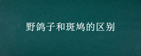 野鸽子和斑鸠的区别