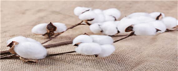 长绒棉生长的自然条件（适合长绒棉生长的条件）