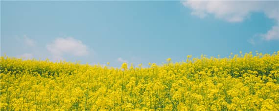 油菜成熟时间（油菜成熟时间不一致）