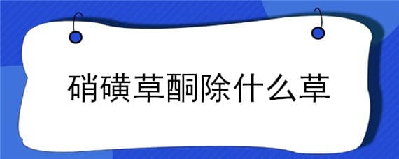 硝磺草酮除什么草（硝磺草酮除什么草打在水稻会死吗）