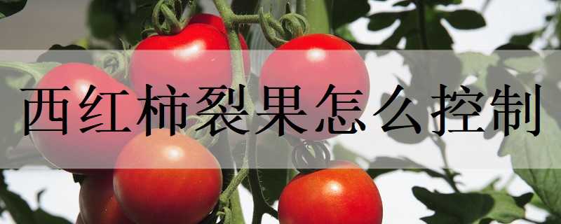 西红柿裂果怎么控制 西红柿裂果怎么控制生长