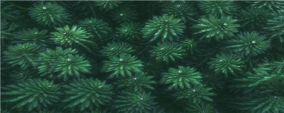短绒藻怎么培育 短绒藻生长环境