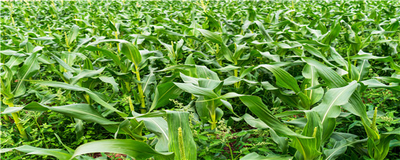 玉米大喇叭口期喷什么叶面肥 玉米几叶期喷叶面肥