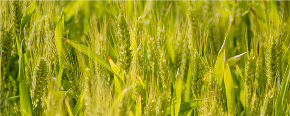 超低杆矮大穗小麦品种有哪些（矮杆高产抗病大穗小麦介绍）