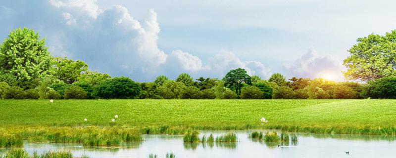 橡皮树多久浇一次水 橡皮树多久浇一次水合适