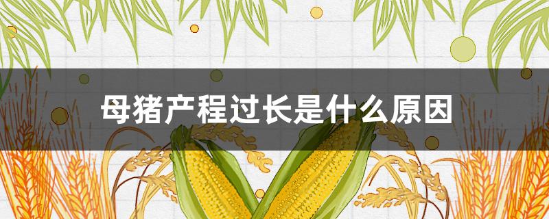 母猪产程过长是什么原因