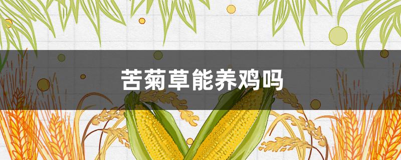 苦菊草能养鸡吗（苦菊草养鸡有什么效果）