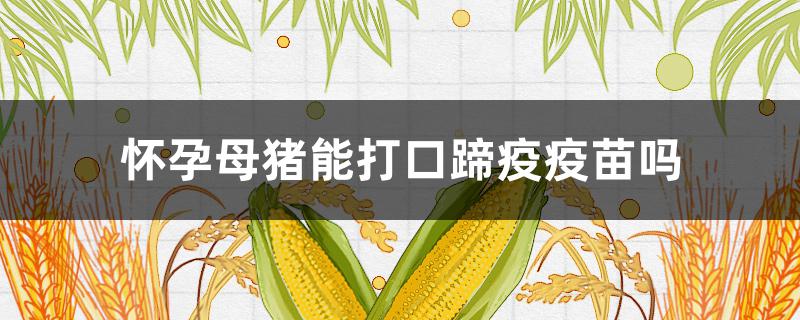 怀孕母猪能打口蹄疫疫苗吗