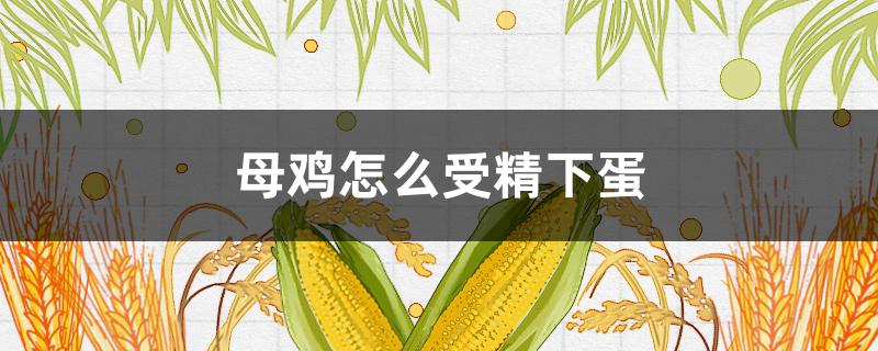 母鸡怎么受精下蛋