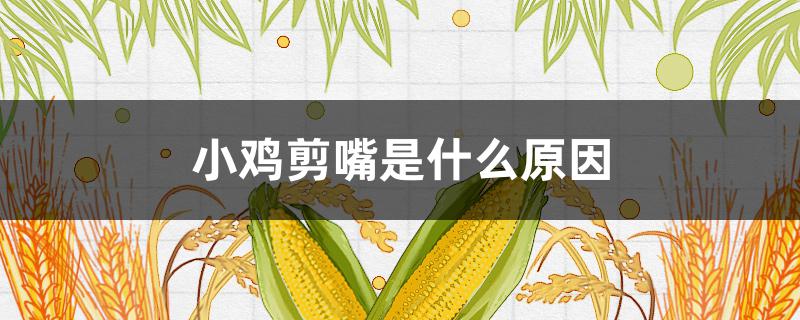 小鸡剪嘴是什么原因