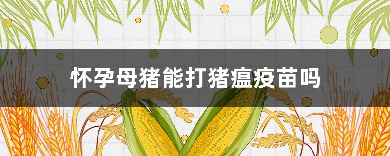 怀孕母猪能打猪瘟疫苗吗