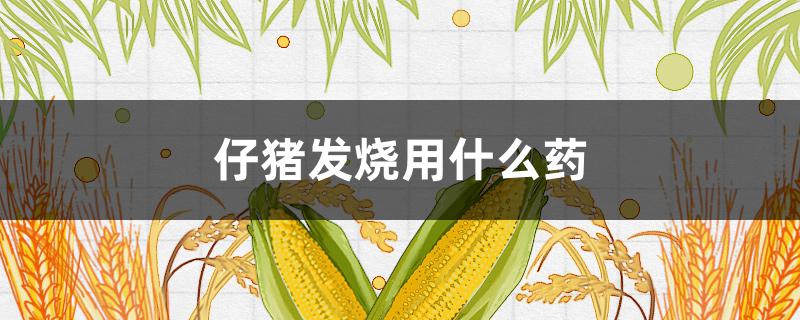 仔猪发烧用什么药