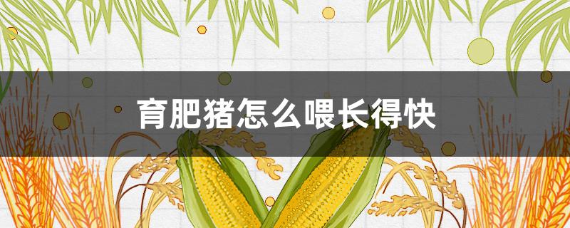 育肥猪怎么喂长得快