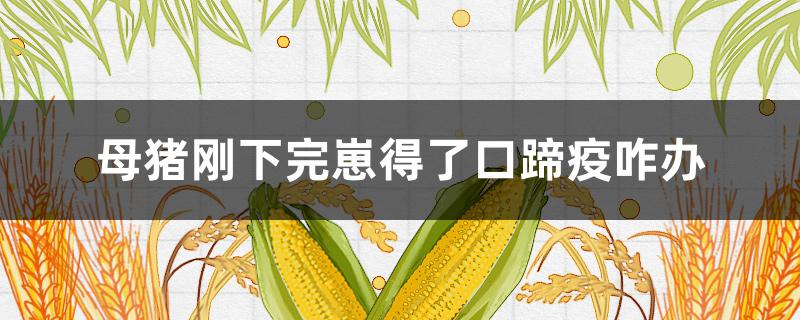 母猪刚下完崽得了口蹄疫咋办