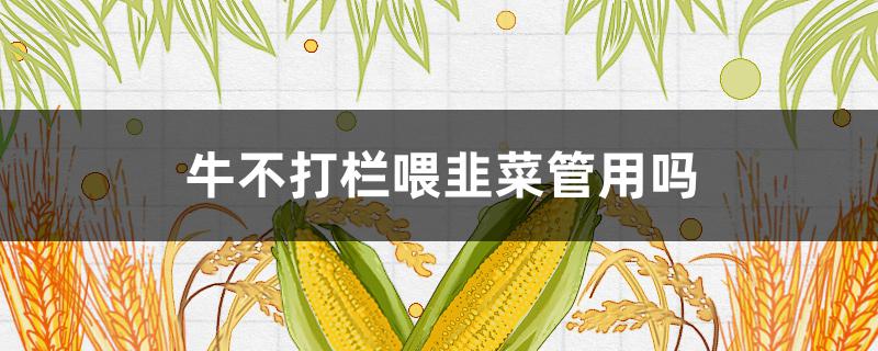 牛不打栏喂韭菜管用吗