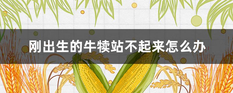 刚出生的牛犊站不起来怎么办 刚出生的牛犊站不起来怎么办