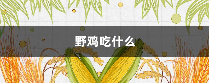 野鸡吃什么