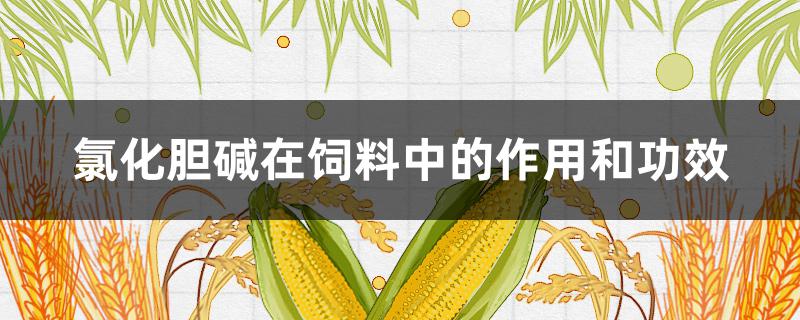 氯化胆碱在饲料中的作用和功效 氯化胆碱是什么作用