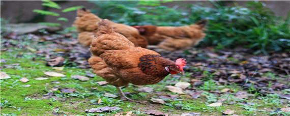 鸡瘟的鸡有什么症状 鸡瘟的主要症状