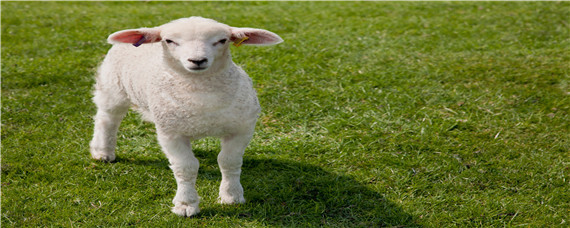 我国奶山羊养殖主要分布区 奶山羊的养殖