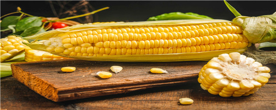 鲜玉米棒子亩产多少斤（一亩地能产多少斤鲜玉米棒子）