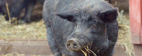 太湖黑猪能长几百斤 太湖肥猪能长多少斤