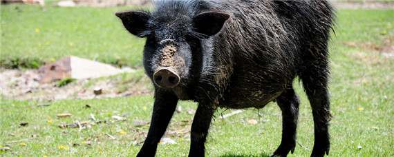 1亩地能养多少只藏香猪 10亩地能放养多少头藏香猪