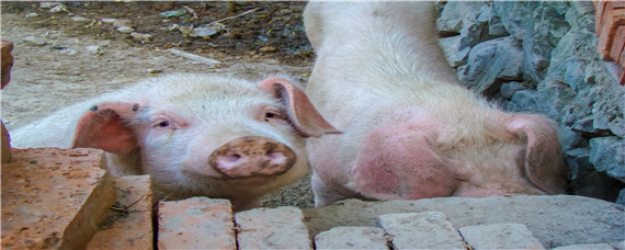 烧碱消毒后几天能养猪 烧碱可以用来消毒养猪场吗?