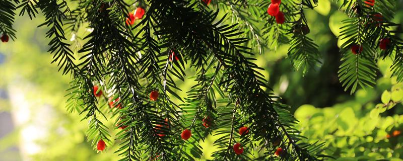 红豆杉的种植方法 红豆杉的种植方法和时间