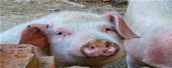 猪为什么嘴边有泡沫 猪嘴起泡沫