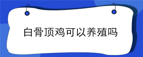 白骨顶鸡可以养殖吗 白骨顶鸡养殖技术