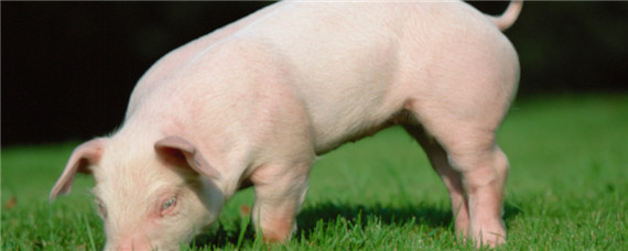 隔山肉在猪的什么位置 隔山肉在猪身上图片