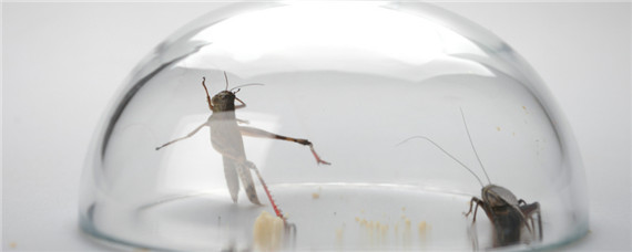 平头蟋蟀是什么品种 扁头蛐蛐是什么品种