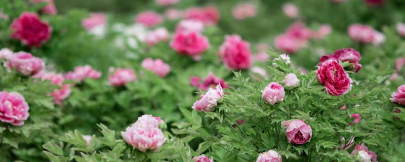 牡丹花期是几月份（牡丹的开花季节是几月到几月）