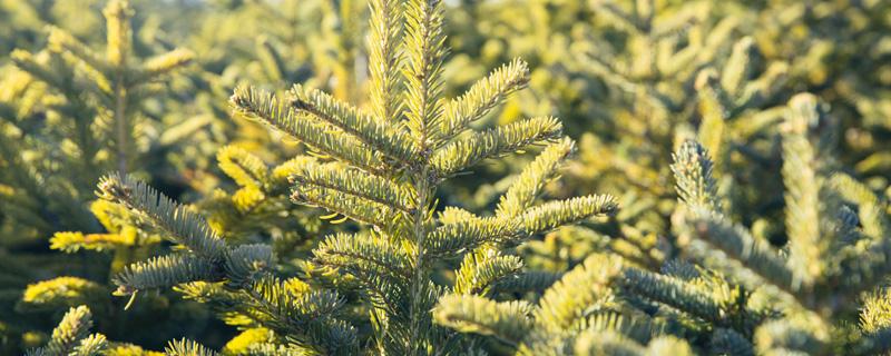 松树开花有什么寓意 松树是开花植物