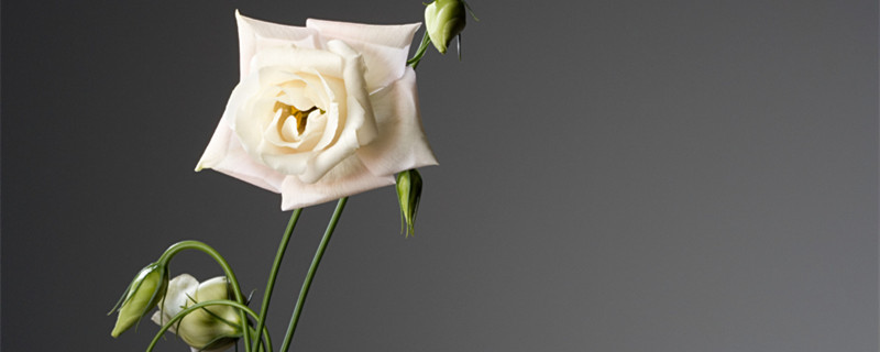 白色洋桔梗花语 白色洋桔梗花语象征与寓意