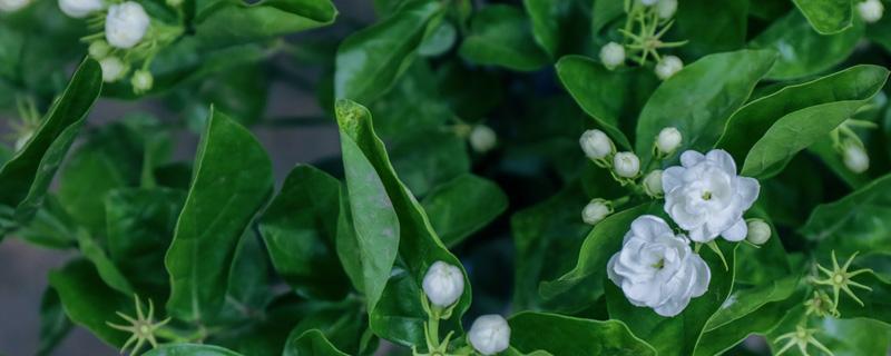 茉莉花可以用磷酸二氢钾吗（茉莉花可以施磷酸二氢钾肥吗）