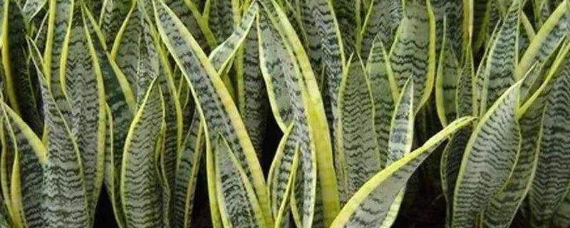 白玉虎皮兰养殖方法和注意事项（水培白玉虎皮兰养殖方法和注意事项）