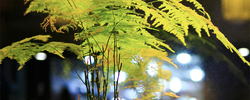 武竹的盆栽种植方法（武竹怎样栽培）