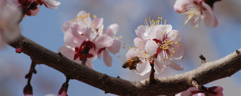 春天有什么花开放(春天有什么花开放除了桃花和梨花)