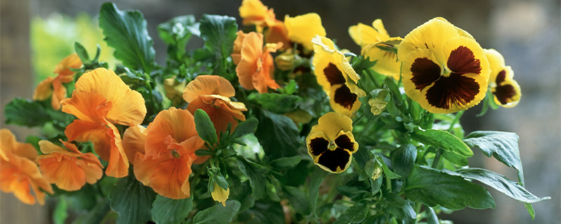 角堇的养殖方法和注意事项（角堇的养殖方法和注意事项 视频）